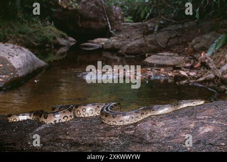 Serpent vert Anaconda - dans la crique Banque D'Images