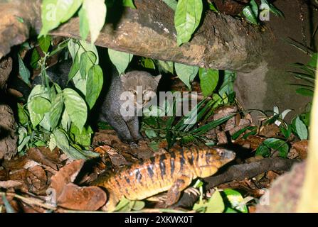 JAGUARUNDI - et Tegu Lizard, par den Banque D'Images