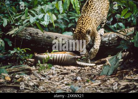 JAGUAR - femelle avec Armadillo tuer Banque D'Images