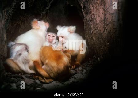 Marmoset à pampille blanc doré - groupe familial Banque D'Images