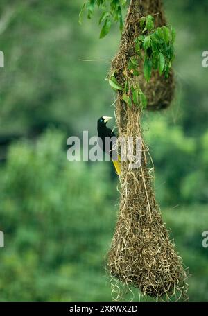 Crête Oropendola - femelle sur nid. Banque D'Images