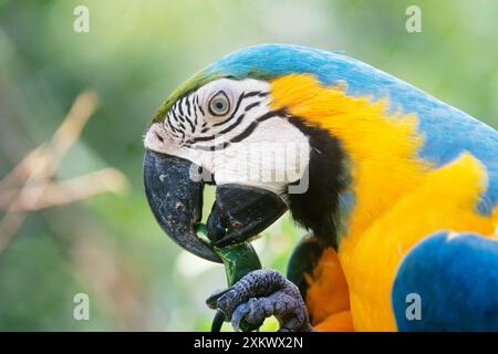 Macaw bleu et jaune / Macaw bleu et or - manger une dosette Banque D'Images