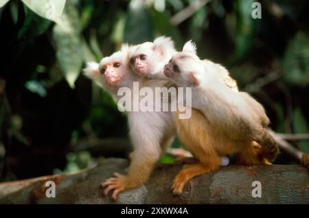 Marmoset à pampille blanc doré - homme carying Banque D'Images