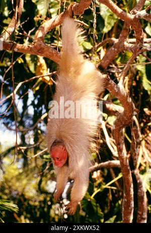 Blanc / Bald UAKARI singe - suspendu à la branche Banque D'Images