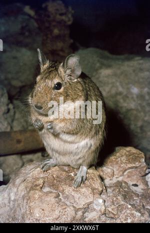 DEGU Banque D'Images