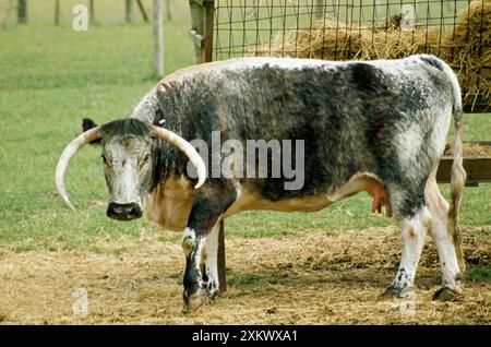 Vieux BÉTAIL anglais Longhorn - à foin creux Banque D'Images