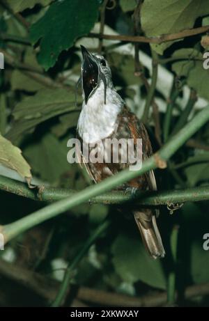 Oiseau de cloche à trois brins - homme Banque D'Images