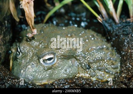 Grenouille africaine - dans la boue Banque D'Images