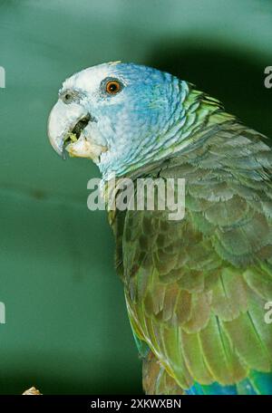 Saint Vincent PERROQUET amazonien Banque D'Images