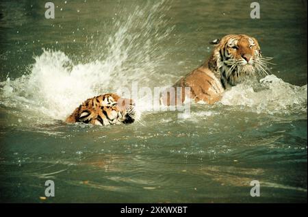 Sibérie / TIGRE de l'amour - natation Banque D'Images