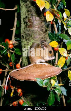 SOURIS DE terrain en bois / à longue queue Banque D'Images