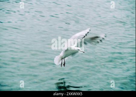 Mouette à bec noir - atterrissage en mer Banque D'Images