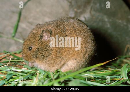 ORKNEY VOL Banque D'Images