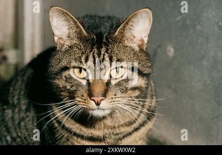 TABBY CAT - gros plan de la tête Banque D'Images