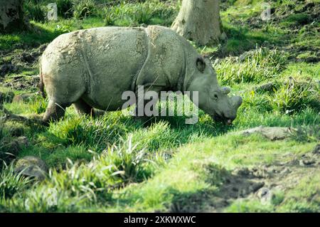 RHINOCÉROS DE SUMATRA Banque D'Images