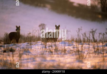 Cerf d'eau chinois - dans la neige Banque D'Images