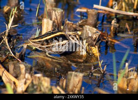 JACK SNIPE - AU BORD DE L'EAU Banque D'Images