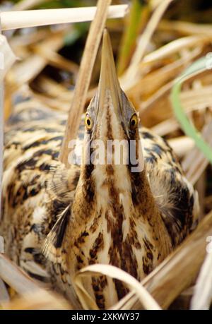 BITTERN - gros plan, ÔSky pointingÕ en roseaux Banque D'Images