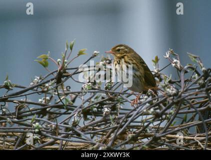 Pipit arbre indien / à dos olive Banque D'Images