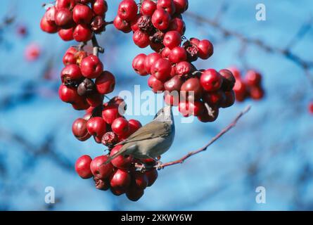 BLACKCAP - mâle, mangeant des baies d'hiver. Banque D'Images