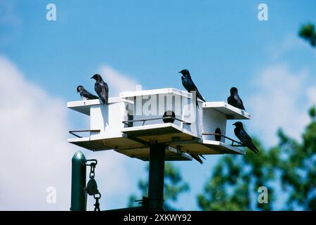 Purple Martins - sur Bird House Banque D'Images