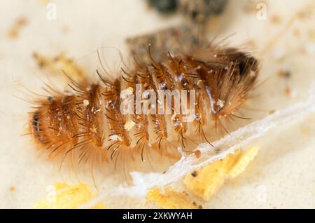 Musée / Carpet BEETLE varié - Ôwoolly bearÕ Banque D'Images