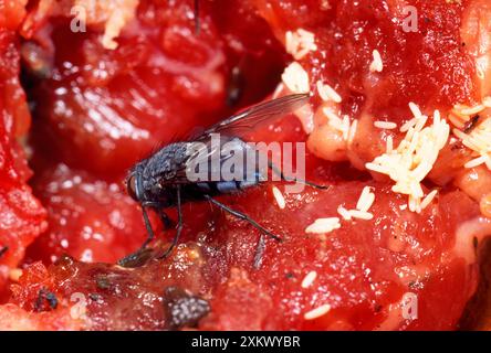 BLUEBOTTLE / Blowfly - pondre des œufs sur la viande Banque D'Images