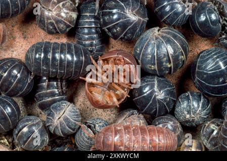 Pill Woodlouse - groupe, agrégation Banque D'Images