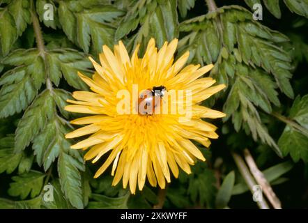 7-Spot Ladybird - sur la fleur de pissenlit Banque D'Images