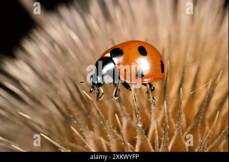 7-Spot Ladybird - sur la tête de graine du thé Banque D'Images