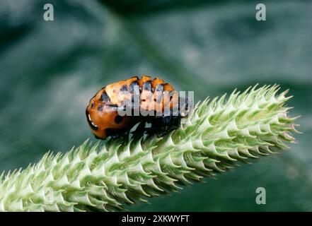 Pupa Ladybird à 2 points Banque D'Images