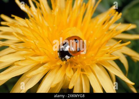 Coccinelle à 7 taches - sur fleur de pissenlit Banque D'Images