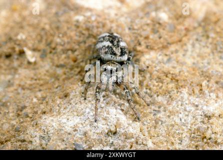 Zebra Hunting Spider - chasse aux proies Banque D'Images