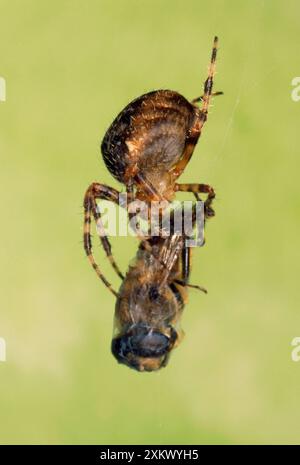 Garden Spider - manger une mouche Banque D'Images