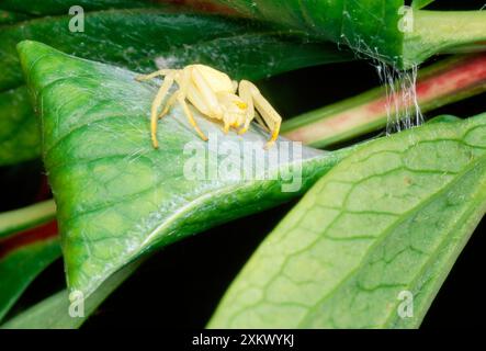 White Crab Spider - étui à oeufs en soie de garde femelle Banque D'Images