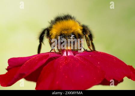 Common Bumblebee - collecte du pollen sur la fleur rouge, Banque D'Images