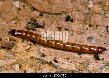 Click Beetle larve - jardin 'wireworm' Banque D'Images