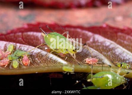 PUCERON ROSE / Greenfly - femelle avec jeune Banque D'Images