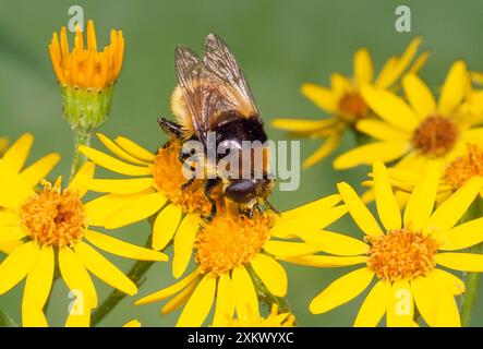 Narcissus Fly - mime d'abeille sur Ragwort Banque D'Images