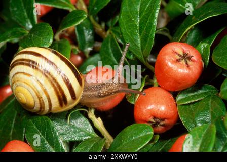 ESCARGOT bandé à lèvres blanches / escargot de Humbug - sur les fruits Banque D'Images