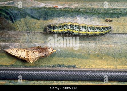 Grand papillon blanc - caterpillar & Pupa Banque D'Images