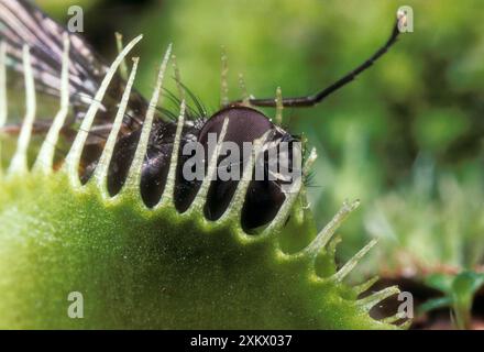 Piège à mouches venus - mouche capturée dans le piège à mouches venus. Banque D'Images