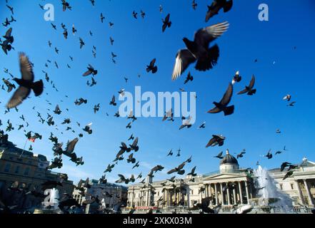 Pigeons - grand troupeau dans Trafalgar Square Banque D'Images