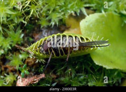 PIÈGE À MOUCHES DE VÉNUS - avec mouche attrapée Banque D'Images