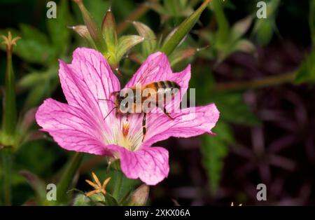 Honeybee - collecte de pollen Banque D'Images