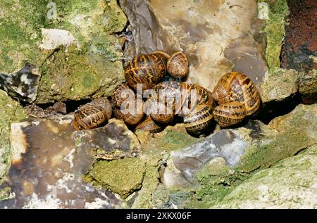 ESCARGOT de jardin - groupe hibernant Banque D'Images