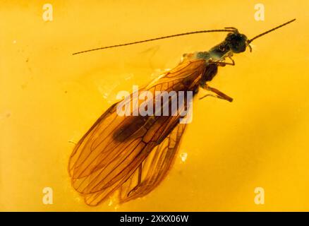 Stonefly (Plécoptère) noyé dans l'AMBRE Baltique Banque D'Images