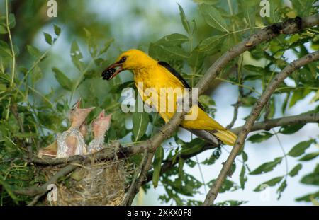 Eurasian Golden Oriole - nourrir les poussins au nid Banque D'Images