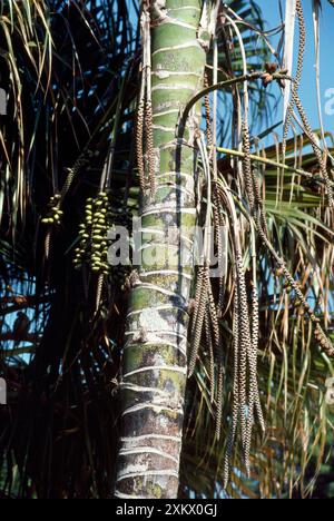 Chaume / Kentia Palm - montrant les fruits Banque D'Images