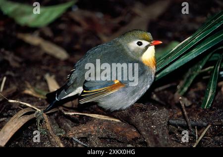 Pekin Robin / Red-billed Leiothrix Banque D'Images